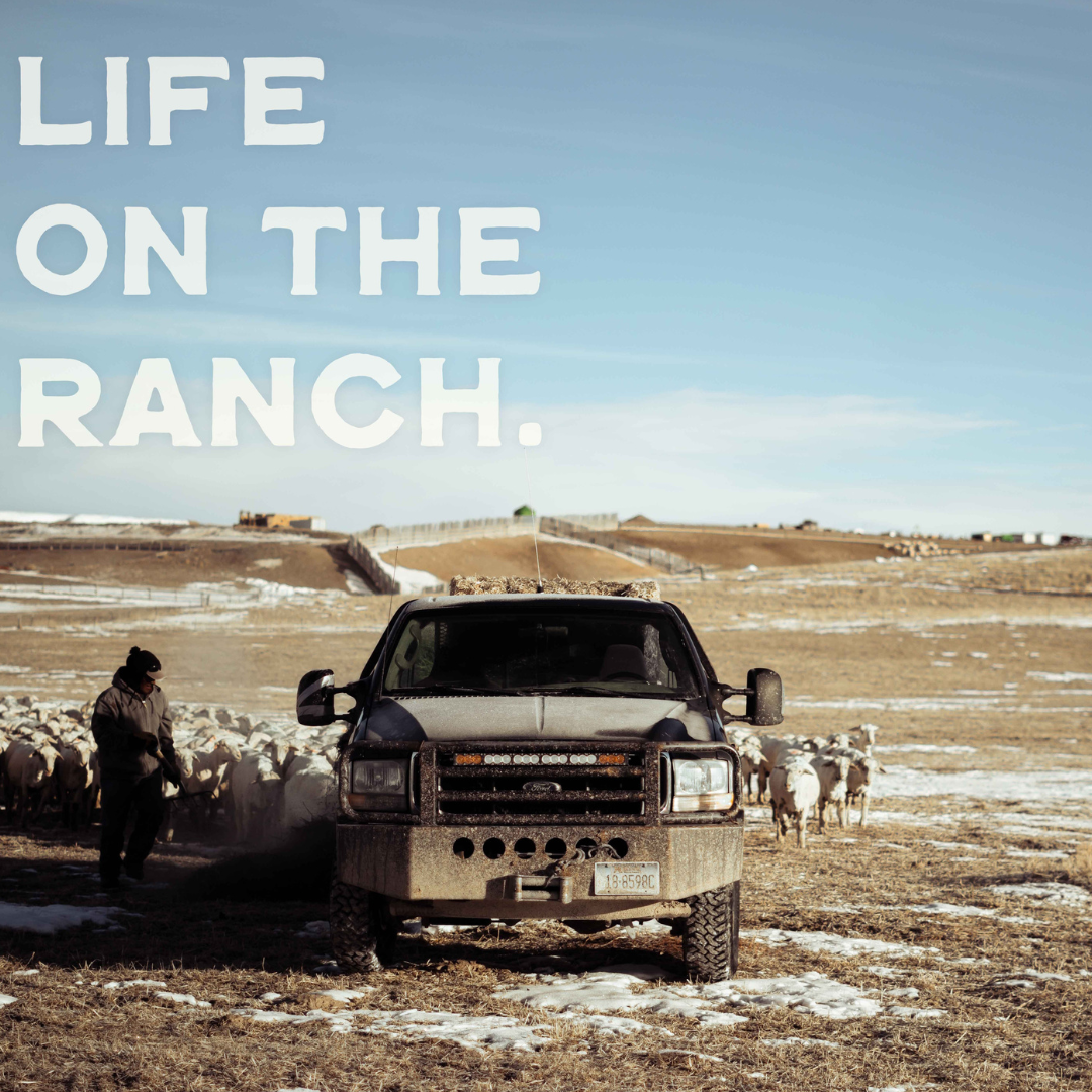 An old ranch truck and sheep in Montana.