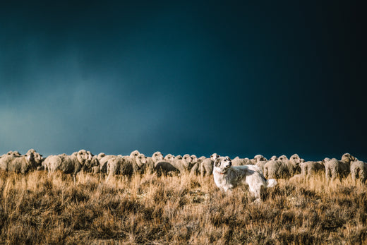 A guard dog protecting sheep.