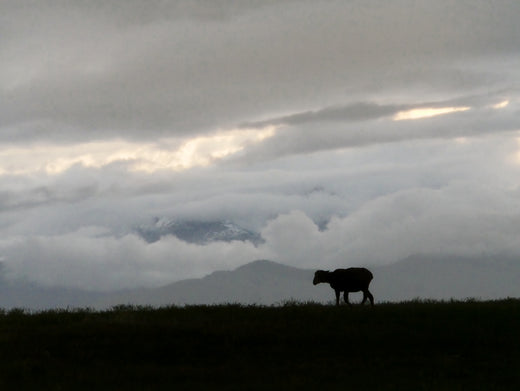 A Duckworth Merino Wool sheep in Montana, USA
