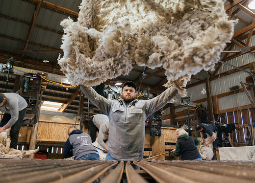 A man tossing a wool fleece.