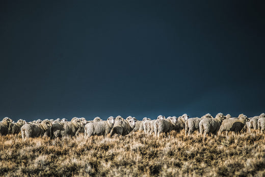 Sheep flocking on top of a hill.