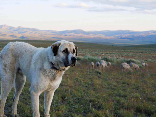 A guard dog in the Montana prairie.