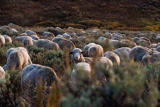 Montana sheep in the wildnerness.