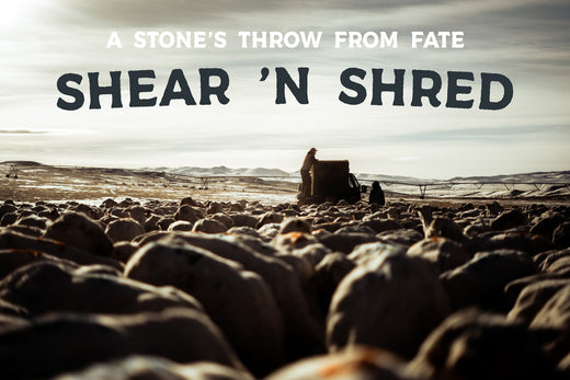 Sheep on a Montana Ranch.