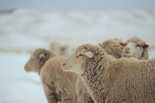 Sheep on the winter prairie.