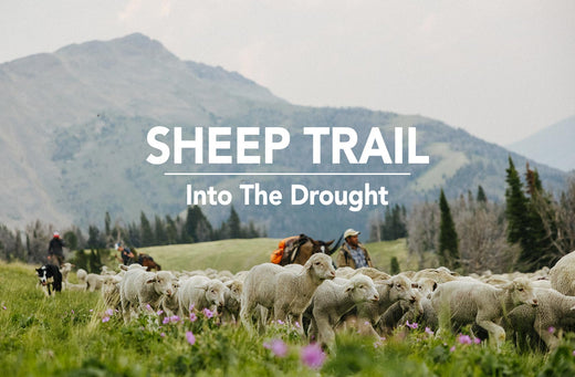 A band of sheep in the Montana prairie.