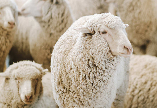 Montana Merino sheep.