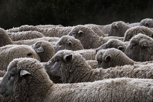 A herd of sheep.