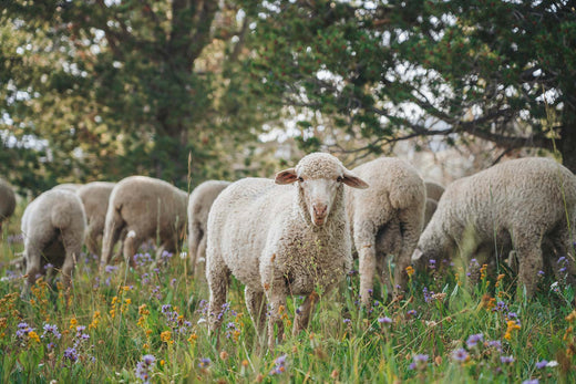 Sheep grazing in Montana.