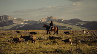 A rancher in Montana with a herd of sheep.