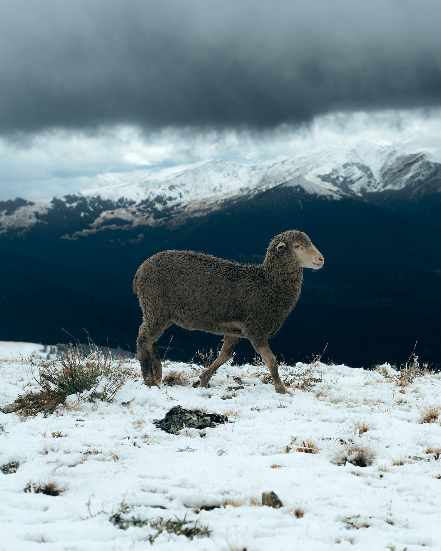 A Montana sheep in winter.