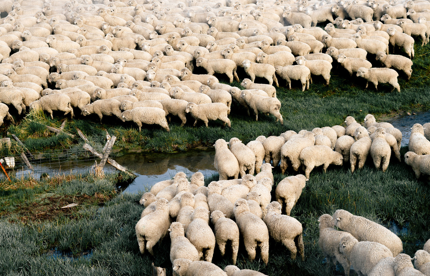Why Choose Merino Wool?