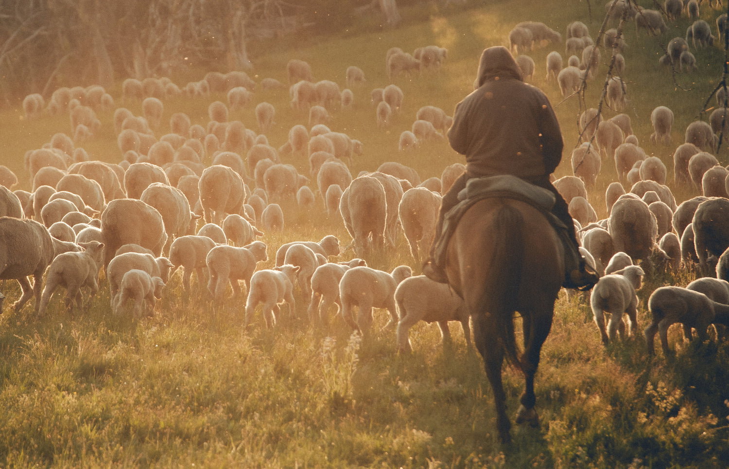 Why Choose Merino Wool?