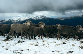 Montana sheep in the snow.
