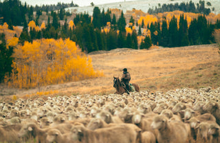 A rancher herding sheep through the mountains in fall.
