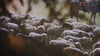 A herd of sheep trekking through the Montana wilderness.