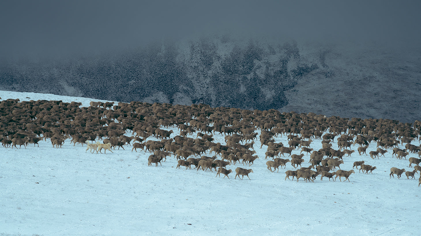 Sheep trekking through the snow in the Montana mountains.