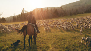 A rancher in Montana with a band of merino sheep.